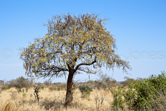 cassia abbreviata