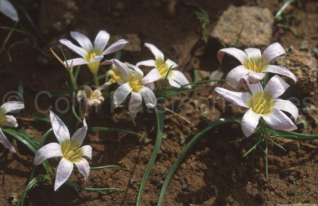 020407CPJ5ed - Saniella occidentalis flowering, Hantamsberg summit, Northern Cape, South Africa