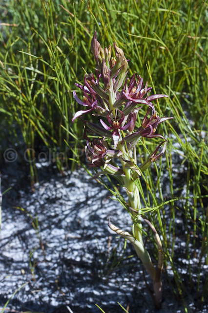 211209CPJedLR_MG_-8591 - Pachites bodkinii flowering, Groot Winterhoek Wilderness Area, Western Cape, South Africa