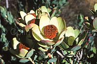 200410CPJ5ed - Male Leucadendron discolor flowering, Piketberg, Western Cape, South Africa