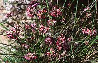 300611CPJ6ed - Polygala ericaefolia flowering, Robberg, Western Cape, South Africa